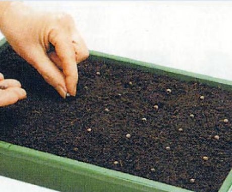 Reprodukce fialek semeny
