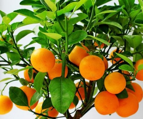 Growing indoor tangerines