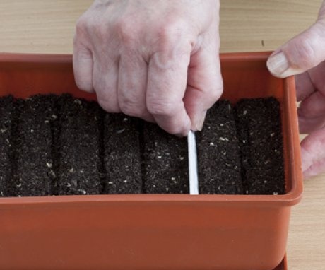 Metode sadnje sjemena za sadnice