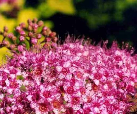 Popular varieties of spirea Bumald, their description