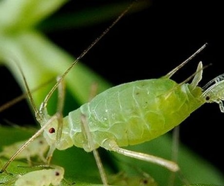 How do aphids appear at home?