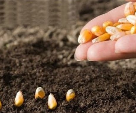 Kukoricamagok ültetése a talajba