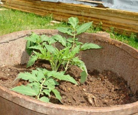 Terms and rules for planting tomatoes in barrels
