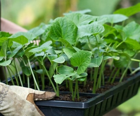 Growing seedlings and transplanting them into the ground