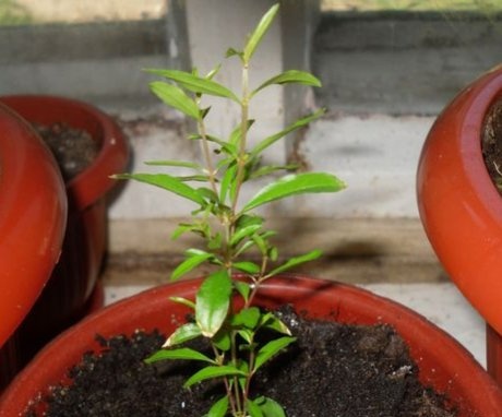 Growing indoor pomegranate from cuttings