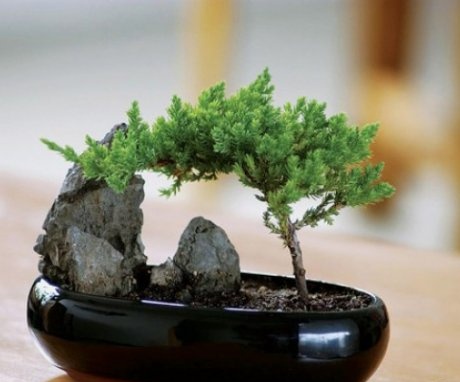 Hogyan lehet fát nevelni miniatűrben otthon