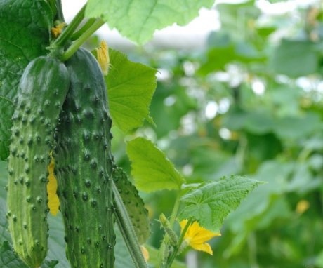 Early maturing varieties of cucumbers for greenhouses