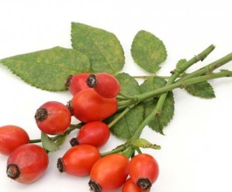 Reproduction of rose hips for transplant