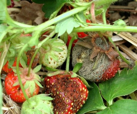 Diseases and pests of strawberries, the fight against them