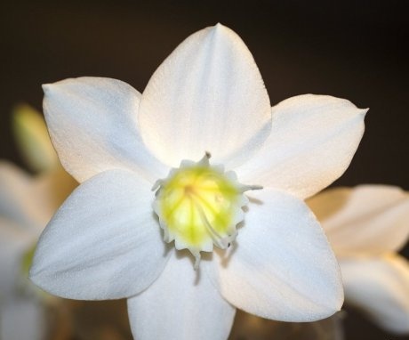 Eucharis - amazonská lilie