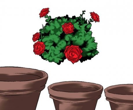 Soil and container for a flower