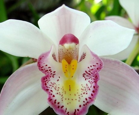 The best varieties of orchids