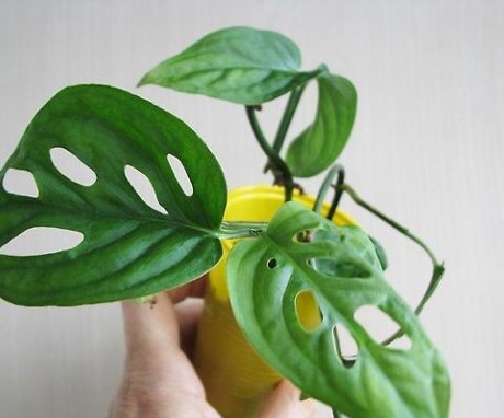 Growing monstera with aerial roots