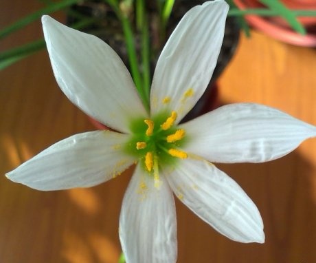 Zephyranthes and its cultivation
