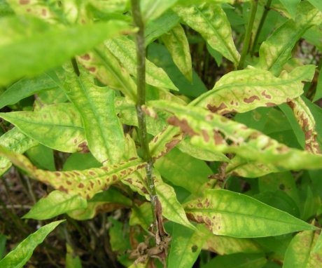Diseases and pests of plants, the fight against them