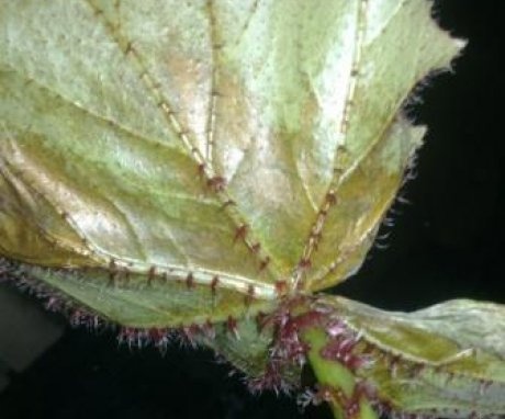 Bauer begonia disease