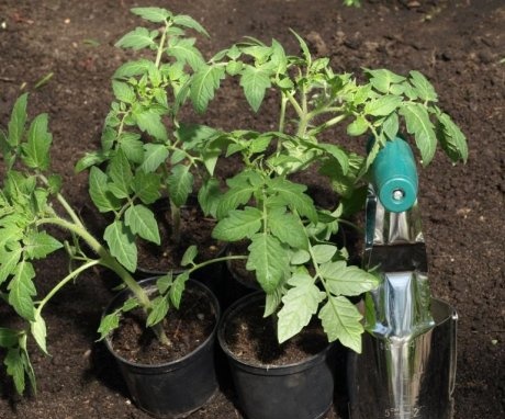 Uvjeti i pravila za presađivanje sadnica u zemlju