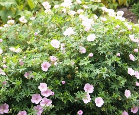 Recommendations for the care of geraniums