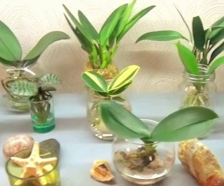 Orchid care in water