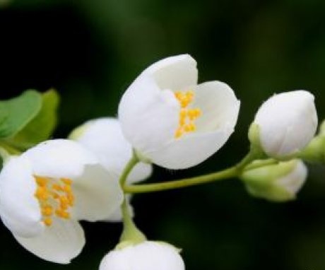 Varieties and types of jasmine
