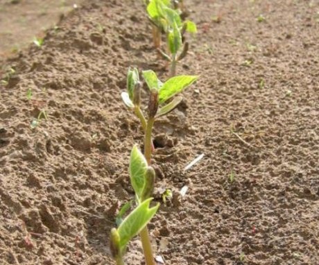 Terms and rules for planting seeds in the ground