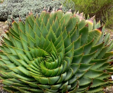 Other popular types of aloe