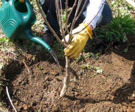 Planting a dogwood seedling