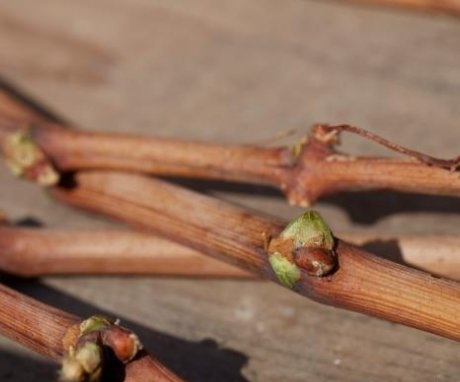 Benefits of winter grape processing
