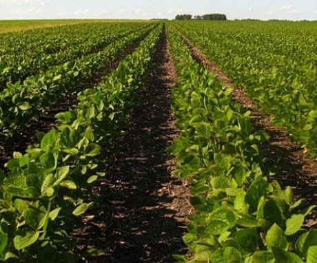Soybean growing technology