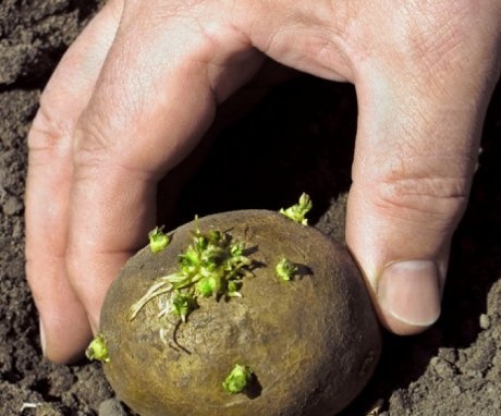 Mistakes when growing potatoes