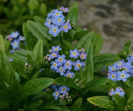 Care for forget-me-not swamp