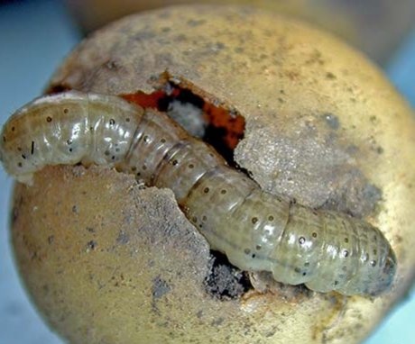 Fighting caterpillars with scoops on the site