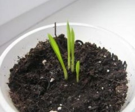 Reproduction and possible difficulties in growing