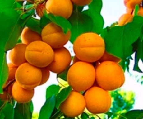 Other northern varieties of apricot