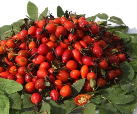 Other types of rose hips