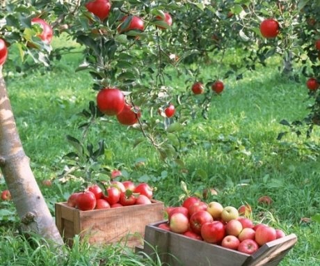Plantarea de mere pe site