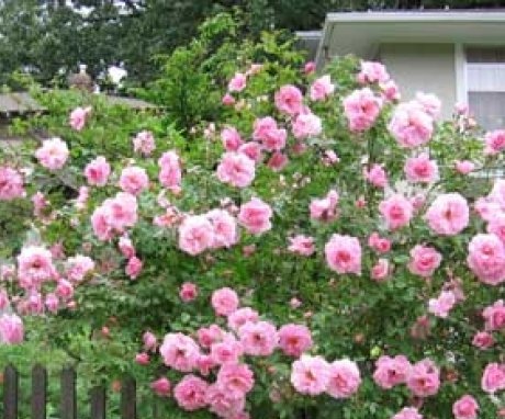 Features of growing roses