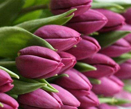 Několik tipů pro pěstování tulipánů