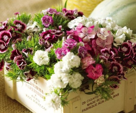 Secrets of growing carnations in the room