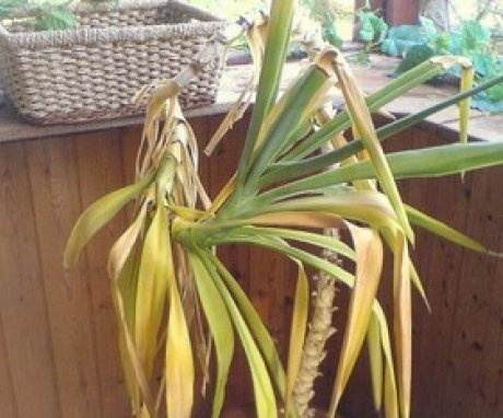Diseases and possible problems when growing yucca