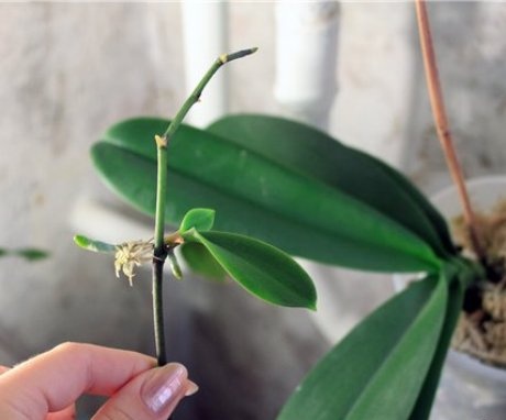 Reproducerea orhideelor