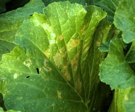 Fighting Common Cabbage Pests