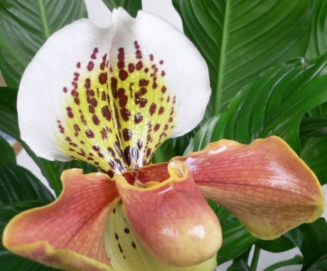 Paphiopedilum orchid