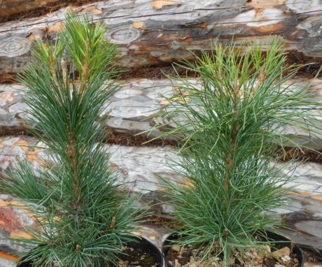 Growing cedar with a ready-made seedling