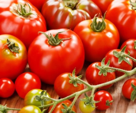 Tajne uzgoja rajčice u Nizozemskoj
