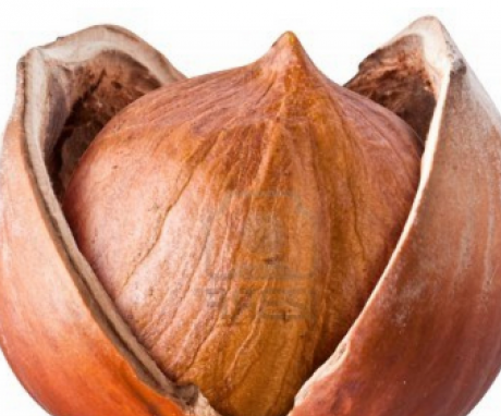Užitečné vlastnosti lískových ořechů