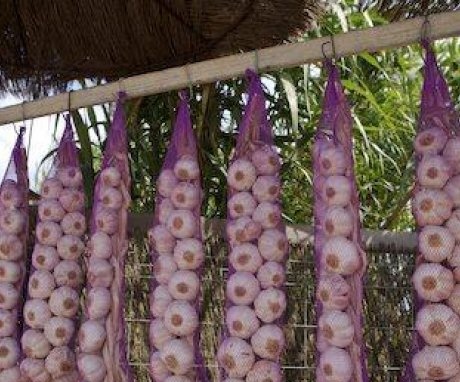 Storing garlic in "braids"