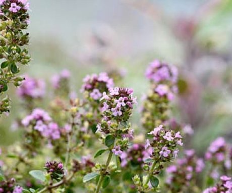 Diseases and pests of thyme