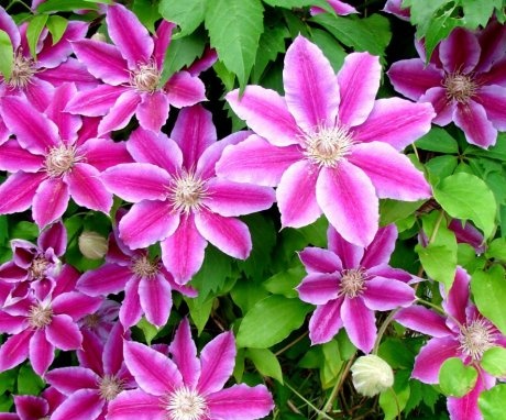 The main types of clematis