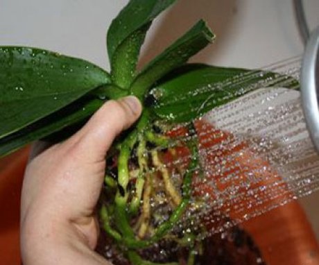 Transplantacija orhideje